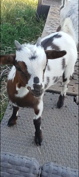 Minitura cabrito