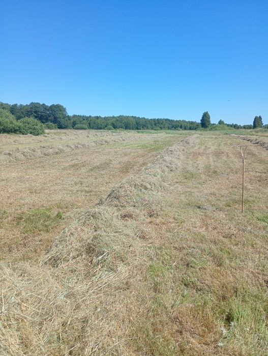 Siano Suche w Belach