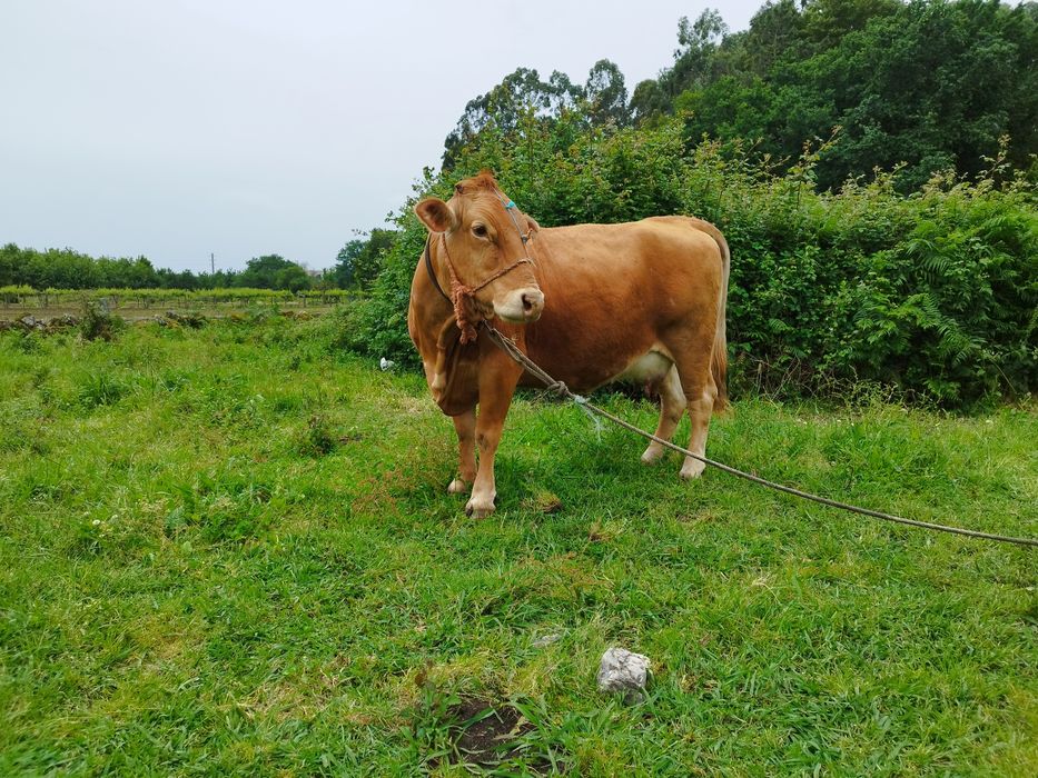 Vaca raça minhota pura