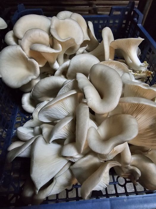 Sprzedam świeżego boczniaka