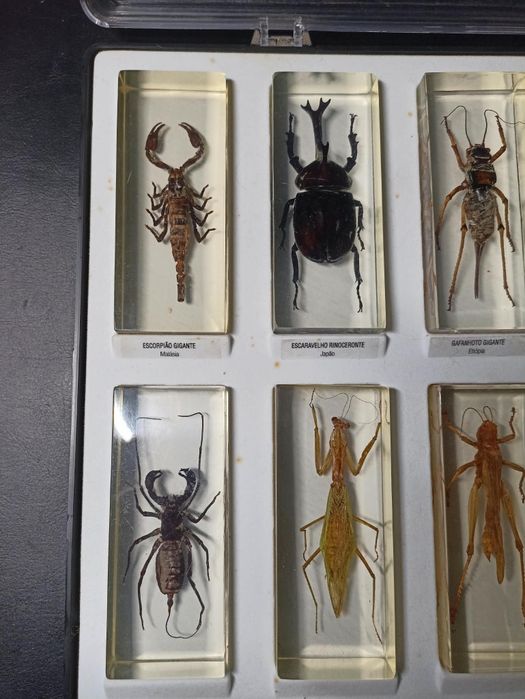 Coleção de insectos