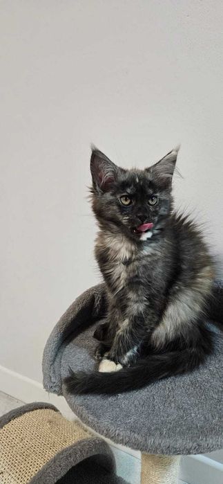 Kotka Maine Coon Hestia Hipkowo.PL