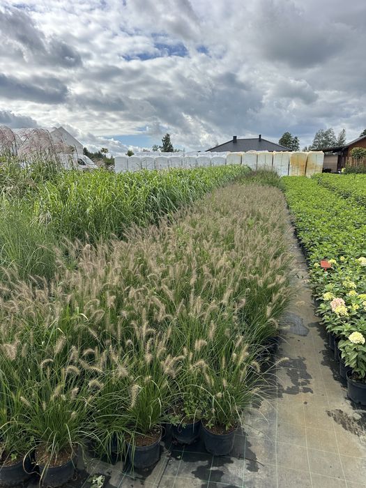 Trawy Różne Odmiany