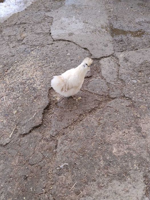 Jaja lęgowe kur  silki