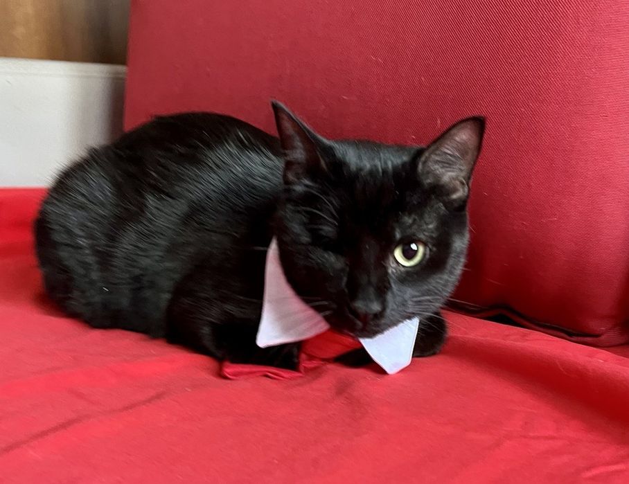 Отдам даром в добрые руки черную кошечку