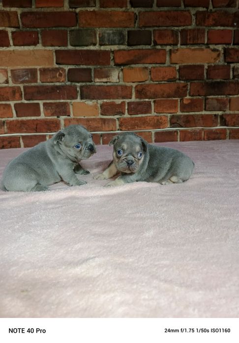 Buldog francuski lilac