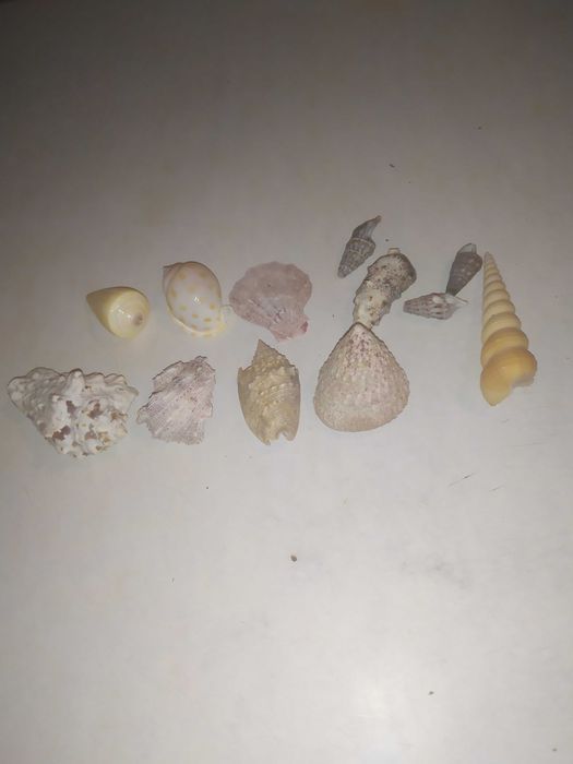 Ракушки морские для аквариума (конус и др), мушли.