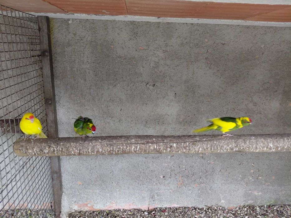 Rikneques para criar á mao