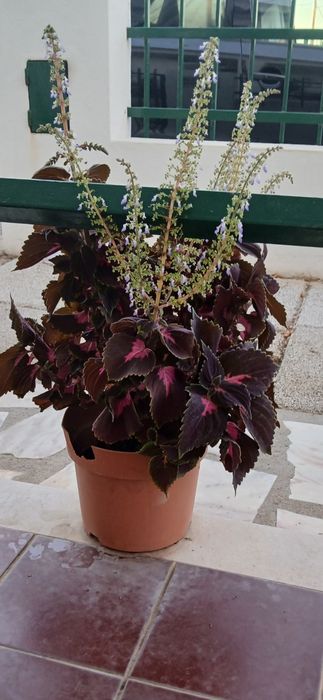 Flore  Solenostemon scutell