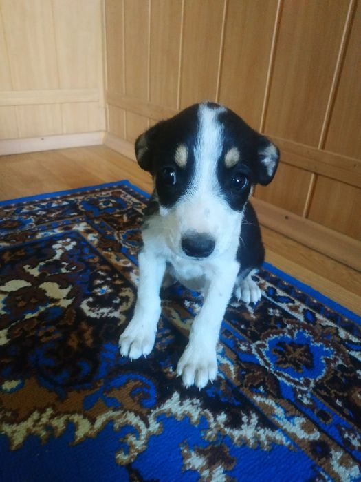 Собачки шукають дім