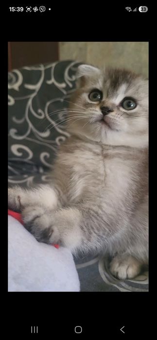 кошенята шотланськи
