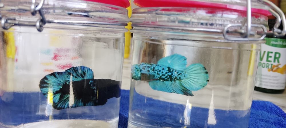 Betta Bojownik Avatar stars Olsztyn wysyłka