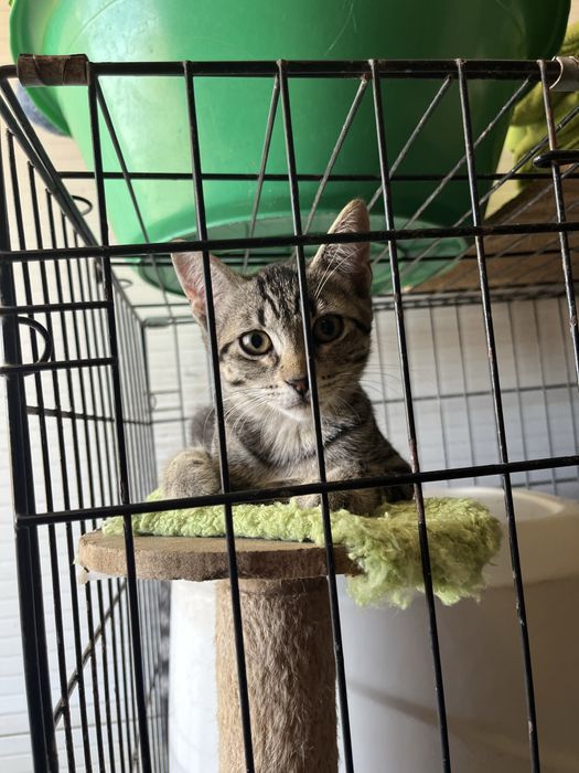 2 gatinhas para Adoção!
