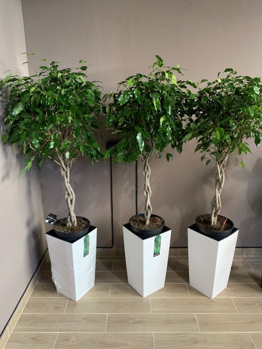 Продам рослини в ресторан, офіс чи готель