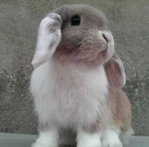 KIT Coelhos anões mini loop, orelhudos adoráveis e super inteligentes