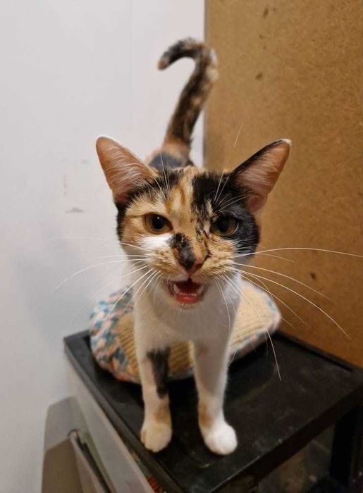 Przesłodka Kida szuka swojego zakątka