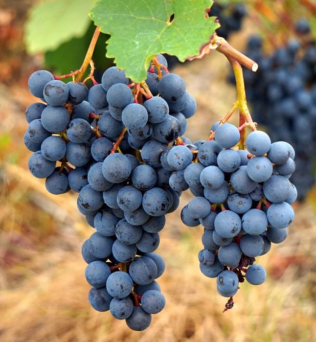 3 LETNIE 70cm Sadzonki winogrona! Winogron Bezpestkowy i Deserowy