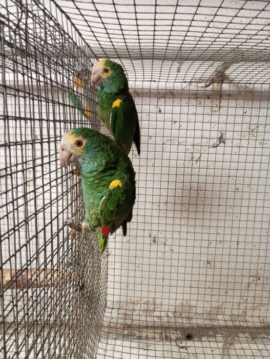 Casal reprodutor amazonas barbadensis