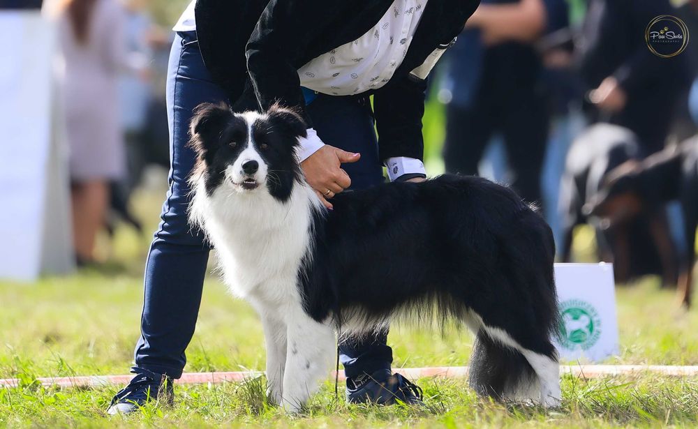Border Collie ZKWP FCI pies