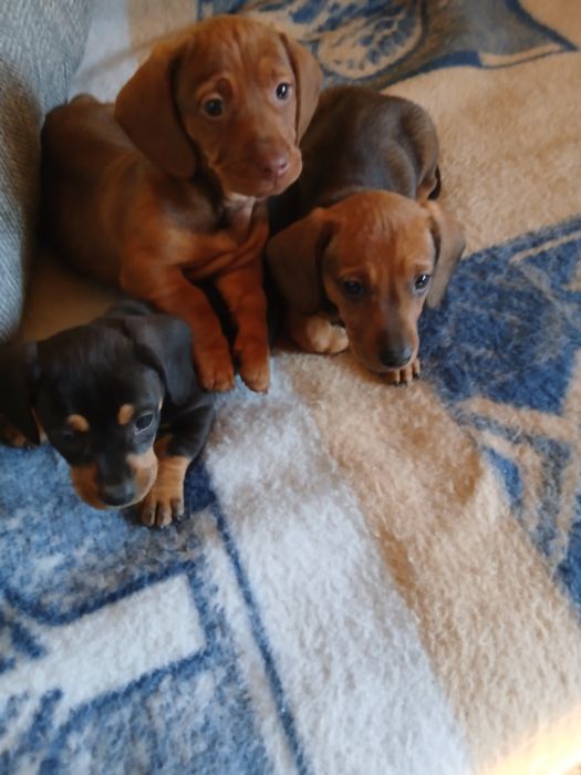 Jamnik krótkowłosy