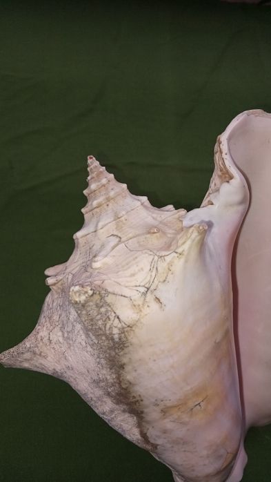 Ракушка большая,ракушка