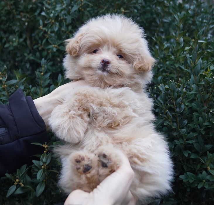 Светло-карамельный непоседа мини. Дизайн мальчик Той пудель+Пом