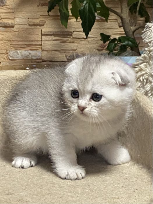 Пушистый подарочек!