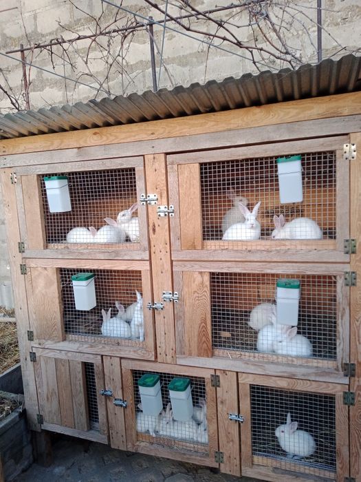 Klatki , klatka na króliki