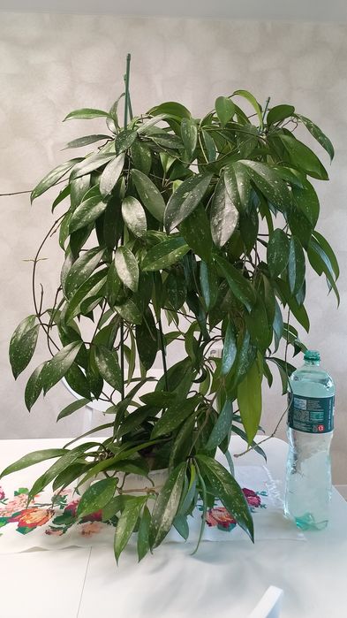 ПРОДАМ Hoya pubicalyx silver pink (хойя пубикалукс сильвер пинк