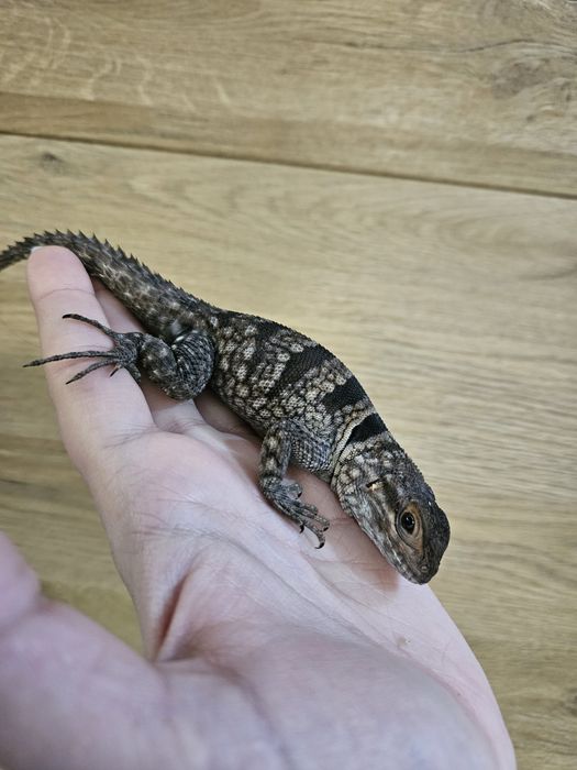 Oplurus cuvieri/Jaszczurka
