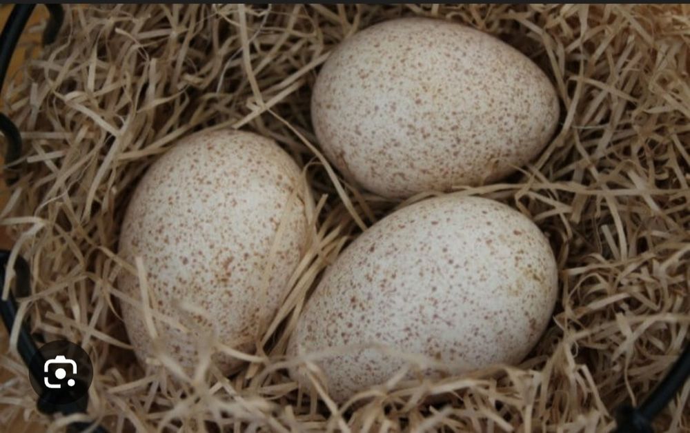 Яйця індиків, Червоний Бурбон