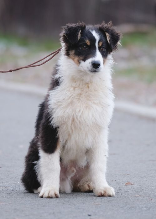Owczarek australijski typ amerykanski, tricolor, ZKwP/FCI