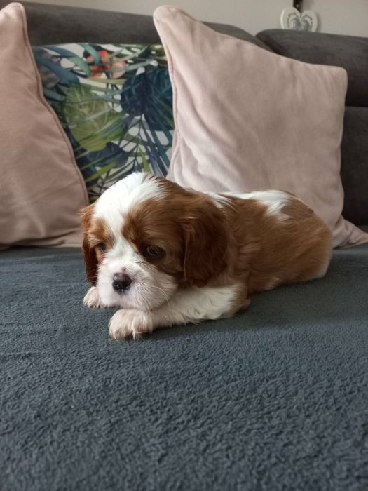 Cavalier King Charles Spaniel