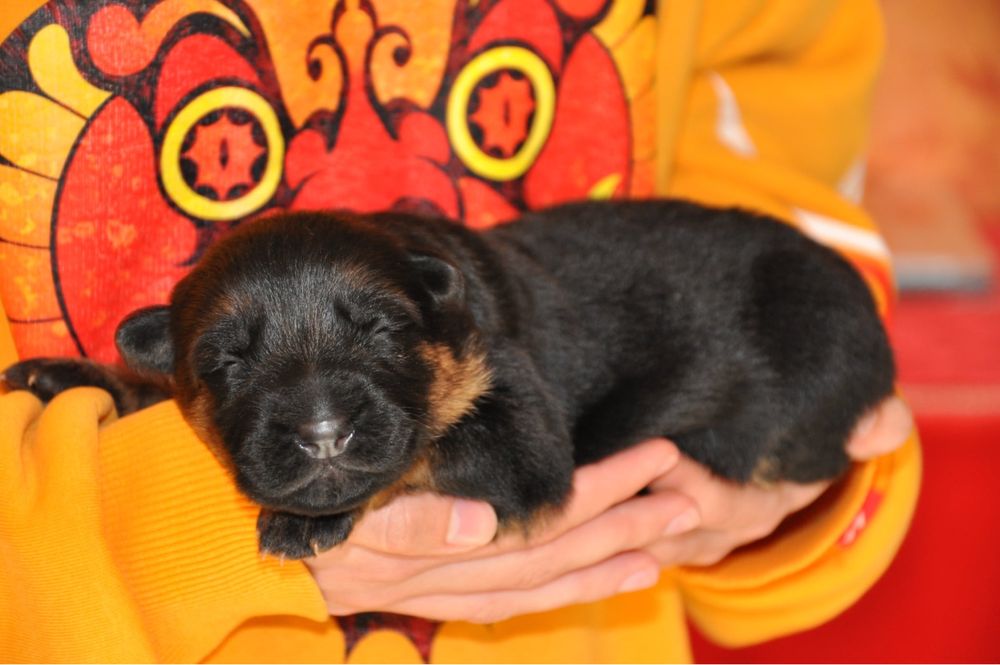 Розплідник КСУ пропонує бронювання цуценят