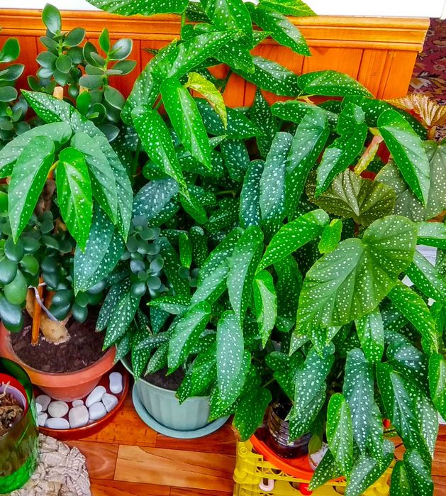 бегония макулата