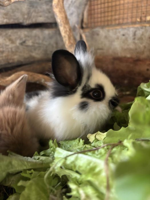 Króliczki miniaturki