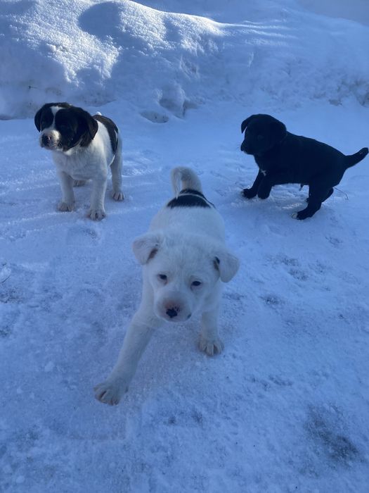 Віддам у добрі руки цуценят! Самовивіз! Безкоштовно