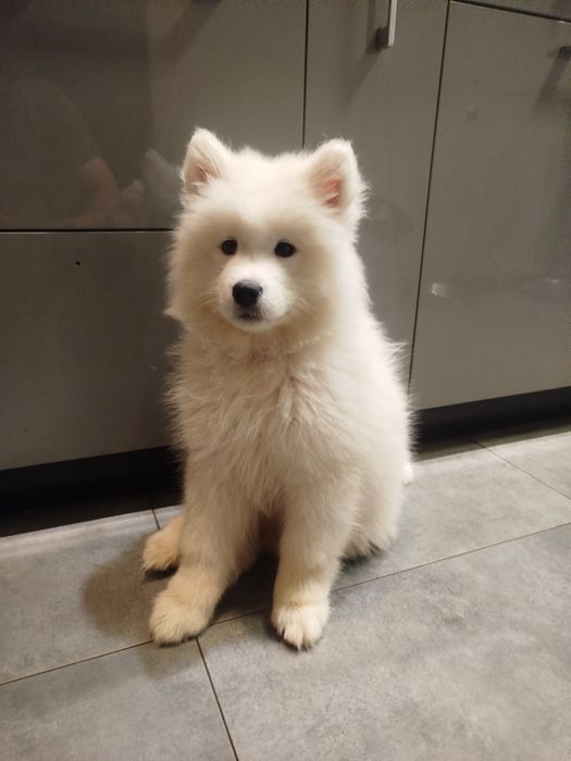 Samoyed suczka szuka domu