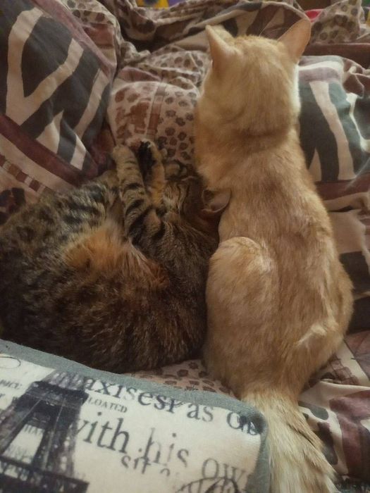 Котики в добрі руки, в одну родину