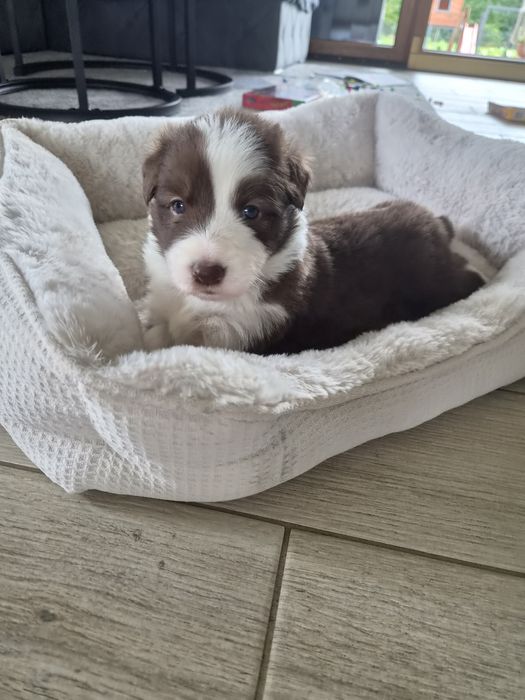 Border Collie szczeniaki z rodowodem