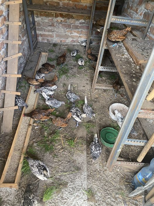 Продам курей сібрайта