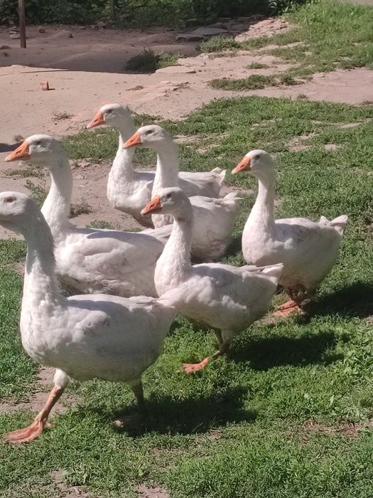 Продам гуси обмін