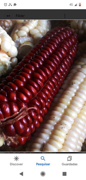 Milho verdial, rei, regional