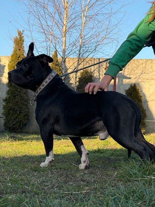 Piękny bullowaty Max do adopcji
