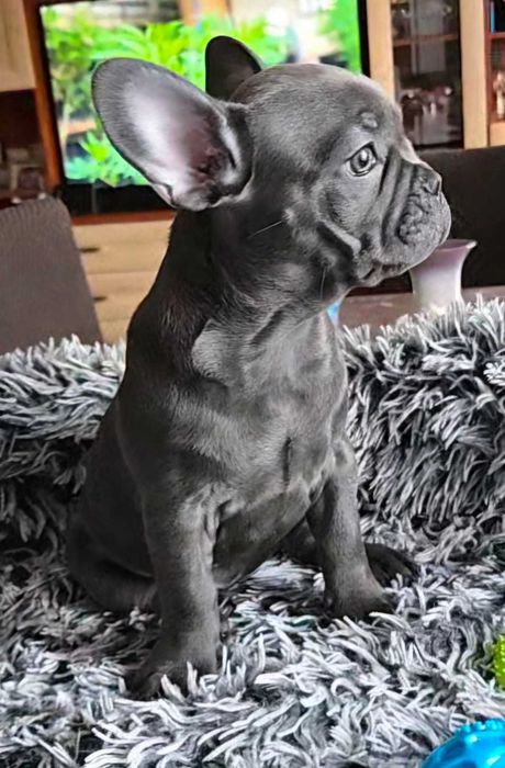 Psy rasowe Buldog Francuski