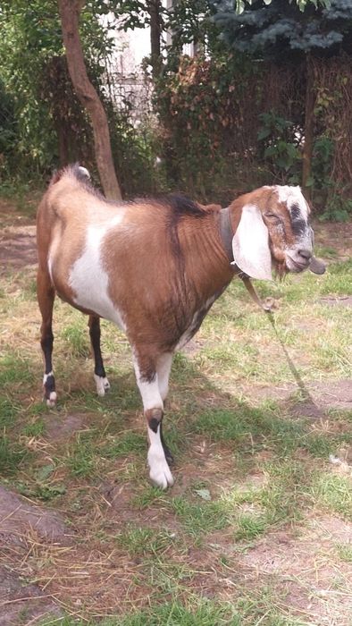 Козел для в'язки