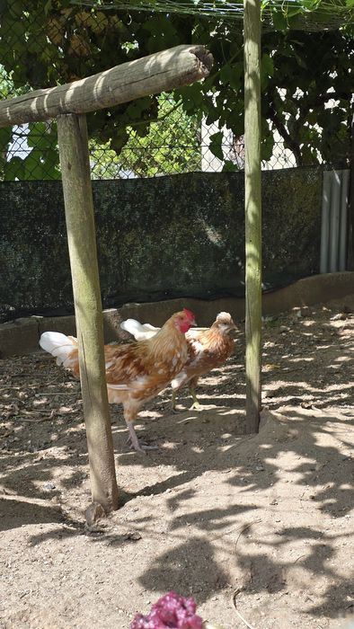 Coquichos de várias idades e cores.