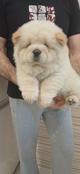 Чау чау,хлопчики і дівчатка,КСУ FCI