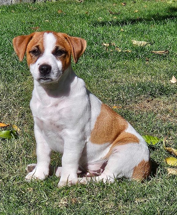 Jack Russell Terrier gładkowłosy - Lion ,chłopiec po Młodzieżowym Championie Polski! ZKwP (FCI )