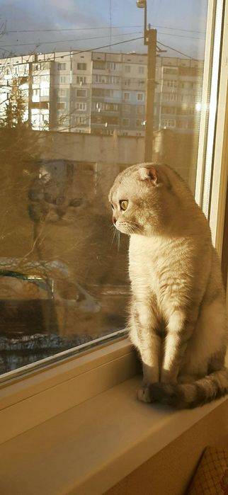 Шотландский вислоухий кот Бакс ищет девочку для вязки